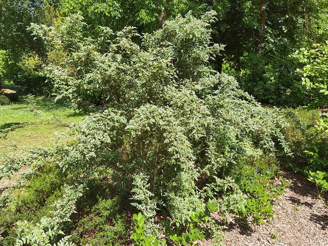 Rubus thibetanus